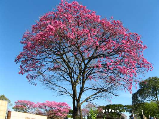 Photo d'un arbre ipé roxo